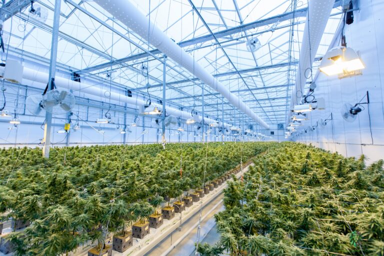 GMP-Zertifizierung beim Anbau von medizinischem Cannabis