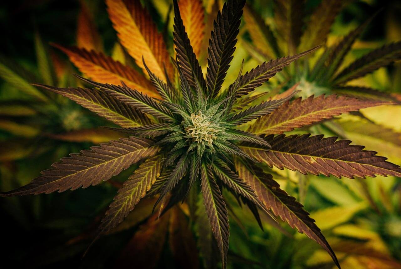 Synergie der Cannabis-Wirkstoffe: Der Entourage-Effekt