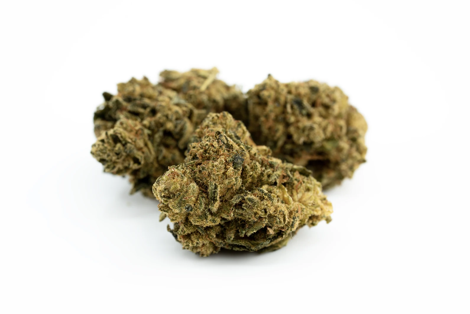 navcora-thc-22-spotlight-montevideo-gg-masse