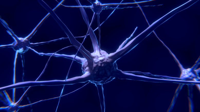 Das Endocannabinoidsystem (ECS)
