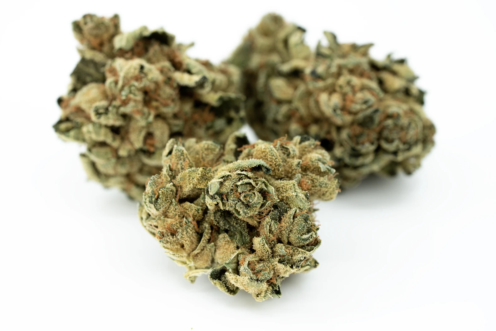 tilray-thc-18-spotlight-porto-man-masse