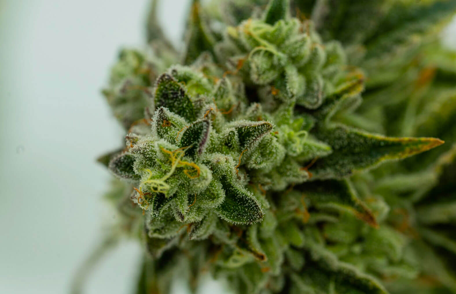 Trichome – kleine Strukturen, große Wirkung
